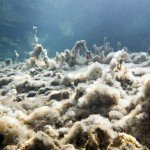 Algen, Tauchen im Fernsteinsee, Tauchen in Österreich