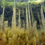 Tannenwedel, Tauchen im Fernsteinsee, Tauchen in Österreich