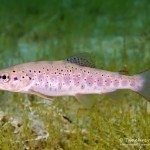 Bachforelle, Tauchen im Fernsteinsee, Tauchen im Samaranger See