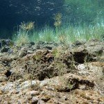 Hahnenfuß, Tauchen im Samaranger See, Tauchen in den Fernsteinseen