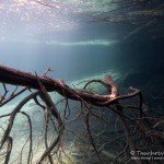 Alter Baum, Tauchen im Samaranger See, Tauchen in den Fernsteinseen