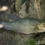 Junge Schlei, Nachttauchen, Tauchen im Straussee