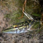 Junger Hecht, Nachttauchen, Tauchen im Straussee