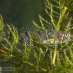 Marmorgrundel, Nasengrundel, Nachttauchen, Tauchen im Kalksee