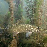 Hecht, Esox lucius , Tauchen im Bisophärenreservat, Tauchen in Brandenburg