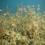 Hornblättrige Armleuchteralge, Tauchen im Biosphärenreservat, Tauchen in Brandenburg