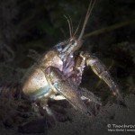 Kamberkrebs , Tauchen im Bisophärenreservat, Tauchen in Brandenburg