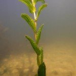 Laichkraut, Tauchen im Biosphärenreservat, Tauchen in Brandenburg