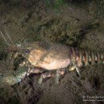 Kamberkrebs , Tauchen im Bisophärenreservat, Tauchen in Brandenburg