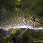 Hecht, Esoc lucius, Tauchen im Biosphärenreservat, Tauchen in Brandenburg