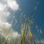 Schilf, Tauchen im Biosphärenreservat, Tauchen in Brandenburg