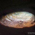 Teichmuschel, Tauchen im Biosphärenreservat, Tauchen in Brandenburg