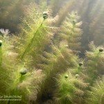 Gewöhnlicher Wasserschlauch , Tauchen im Bisophärenreservat, Tauchen in Brandenburg