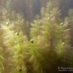 Gewöhnlicher Wasserschlauch , Tauchen im Bisophärenreservat, Tauchen in Brandenburg