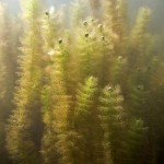 Gewöhnlicher Wasserschlauch , Tauchen im Bisophärenreservat, Tauchen in Brandenburg