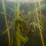 Süßwasserschwamm, Tauchen im Biosphärenreservat, Tauchen in Brandenburg