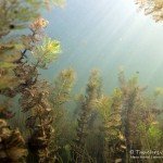 Makrophyten, , Tauchen im Bisophärenreservat, Tauchen in Brandenburg