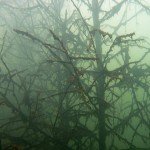 Unterwasserwald, Tauchen im Bergbausee, Tauchen im Zwenkauer See, Tauchen in Sachsen