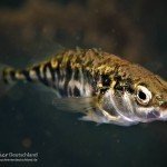 Stichling, Tauchen im Bergbausee, Tauchen im Zwenkauer See, Tauchen in Sachsen