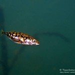 Stichling, Tauchen im Bergbausee, Tauchen im Zwenkauer See, Tauchen in Sachsen