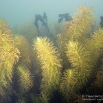 Tannenwedel, Tauchen im Bergbausee, Tauchen im Zwenkauer See, Tauchen in Sachsen