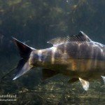 Spiegelkarpfen, Cyprinus carpio, Karpfenfische, Tauchen in Deutschland