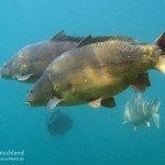 Spiegelkarpfen, Karpfen, Cyprinus carpio, Karpfenfische, Tauchen in Deutschland