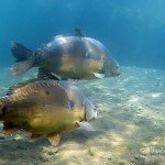 Spiegelkarpfen, Karpfen, Cyprinus carpio, Karpfenfische, Tauchen in Deutschland