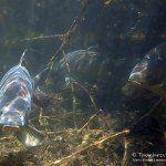 Spiegelkarpfen, Karpfen, Cyprinus carpio, Karpfenfische, Tauchen in Deutschland