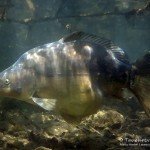Spiegelkarpfen, Cyprinus carpio, Karpfenfische, Tauchen in Deutschland