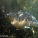 Spiegelkarpfen, Cyprinus carpio, Karpfenfische, Tauchen in Deutschland