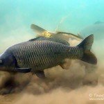 Schuppenkarpfen, cyprinus carpio, Karpfenfische, Tauchen in Deutschland