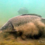 Schuppenkarpfen, cyprinus carpio, Karpfenfische, Tauchen in Deutschland