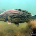 Schuppenkarpfen, cyprinus carpio, Karpfenfische, Tauchen in Deutschland