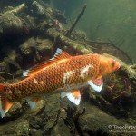 Koi, Farbkarpfen, Cyprinus carpio, Karpfenfische, Tauchen in Deutschland