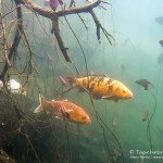 Koi, Farbkarpfen, Cyprinus carpio, Karpfenfische, Tauchen in Deutschland