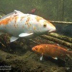 Koi, Farbkarpfen, Cyprinus carpio, Karpfenfische, Tauchen in Deutschland