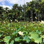 Lotusblüten, Tauchen auf Maurtius, Tauchrevier Deutschland auf Reisen