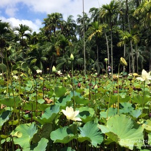 Lotusblüten