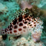 Gefleckter Büschelbarsch, Tauchen auf Maurtius, Tauchrevier Deutschland auf Reisen