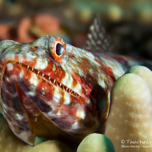 Eidechsenfisch, Lizard fish