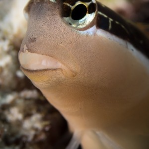 Blenny