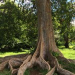Baum, Tauchen auf Maurtius, Tauchrevier Deutschland auf Reisen