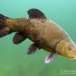 Schlei, Tinca tinca, Karpfenartige Fische, Fisch, Tauchen in Deutschland