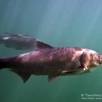 Silberkarpfen, Karpfenartige Fische, Fisch, Tauchen in Deutschland