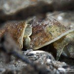 Ohrschlammschnecke, Tauchen im Werbellinsee, Tauchen in Brandenburg