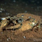 Kamberkrebs, Tauchen im Cospudener See, Tauchen in Sachsen