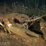 Kamberkrebs, Tauchen im Cospudener See, Tauchen in Sachsen