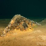 Metall, Tauchen im Cospudener See, Tauchen in Sachsen