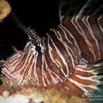 Feuerfisch, Den Laman, Tauchen auf Bonaire, Tauchrevier Deutschland auf Reisen